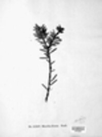 Hyphosoma piceae image